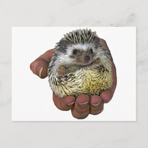 Igel Postkarte