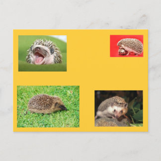 Igel Postkarte! Sehr niedlich! Postkarte