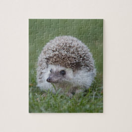 Igel Puzzle