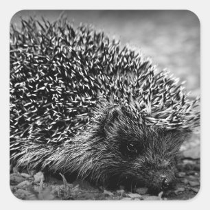 Igel Quadratischer Aufkleber