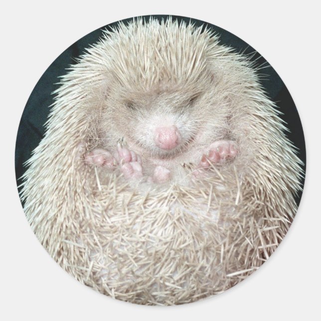 Igel Runder Aufkleber (Vorderseite)