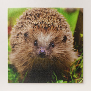 Igel Seltsam erkunden in der Natur Puzzle