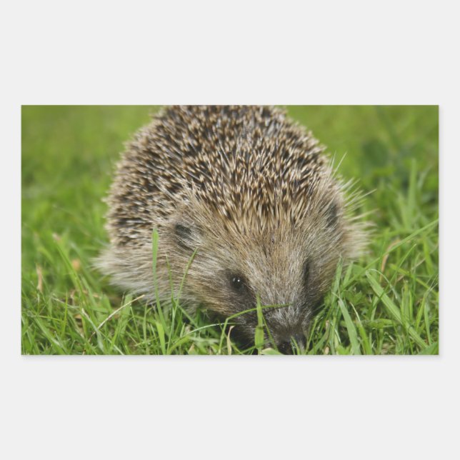 Igel Stickers (Vorderseite)