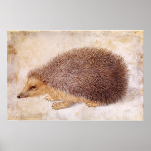 IGEL / Tierzeichnung Poster