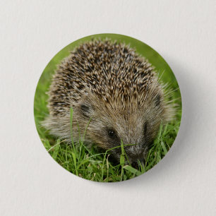 Igels-Knopf-Abzeichen Button