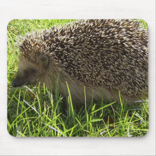 Igels-Mausunterlage Mousepad
