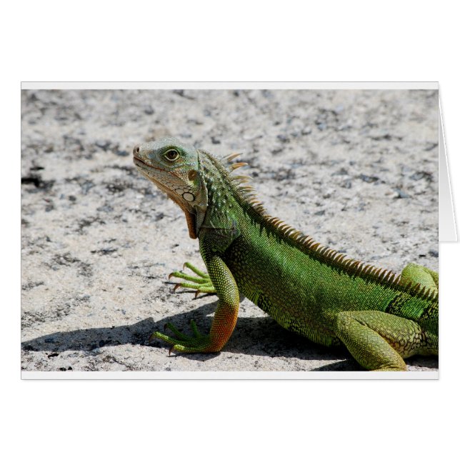 Iguana (Vorderseite (Horizontal))