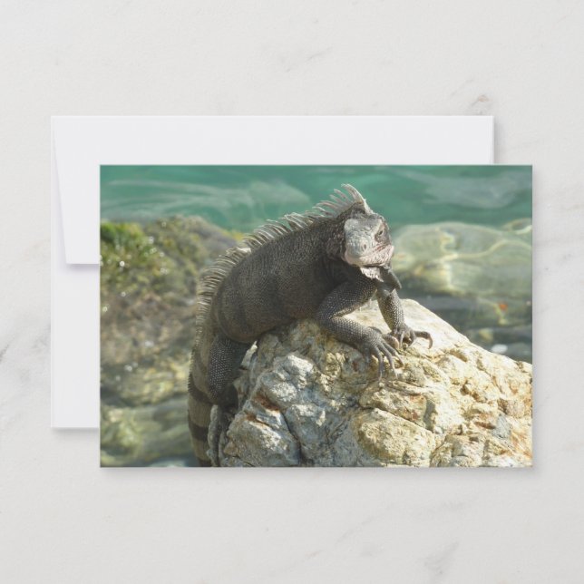 Iguana auf den Felsen bei St. Thomas (Vorderseite)