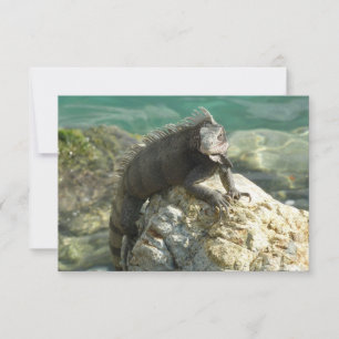 Iguana auf den Felsen bei St. Thomas