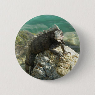 Iguana auf den Felsen bei St. Thomas Button