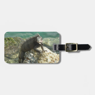 Iguana auf den Felsen bei St. Thomas Gepäckanhänger