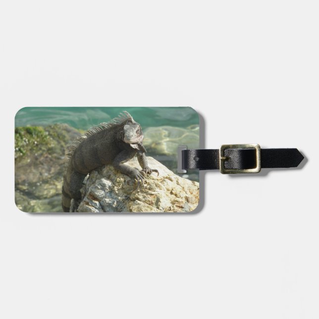 Iguana auf den Felsen bei St. Thomas Gepäckanhänger (Vorderseite horizontal)
