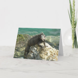 Iguana auf den Felsen bei St. Thomas Karte