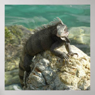 Iguana auf den Felsen bei St. Thomas Poster