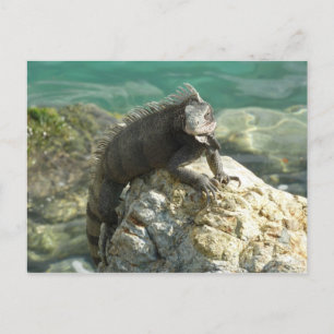 Iguana auf den Felsen bei St. Thomas Postkarte