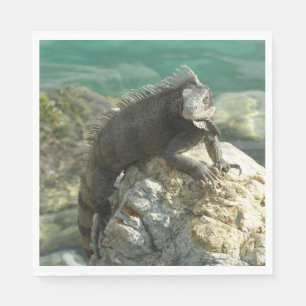 Iguana auf den Felsen bei St. Thomas Serviette