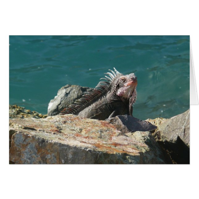 Iguana bei St. Thomas (Vorderseite (Horizontal))