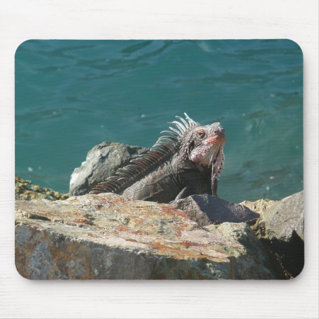 Iguana bei St. Thomas Mousepad (Vorne)