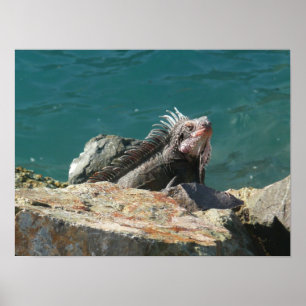 Iguana bei St. Thomas Poster