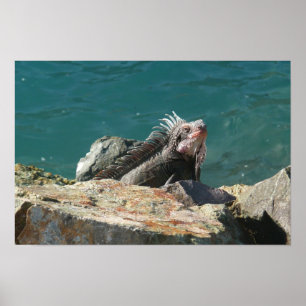 Iguana bei St. Thomas Poster