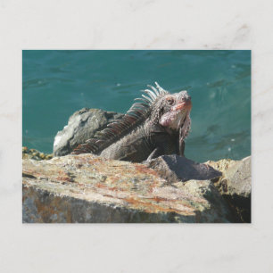 Iguana bei St. Thomas Postkarte