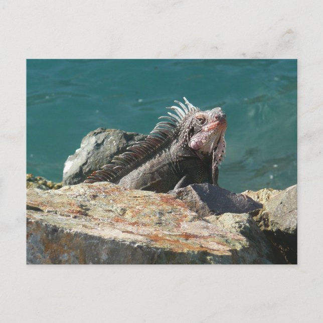Iguana bei St. Thomas Postkarte (Vorderseite)