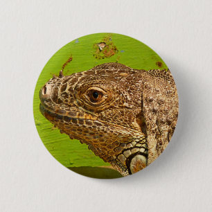 IGUANA BUTTON