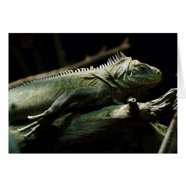 Iguana delicatissima (Vorderseite (Horizontal))