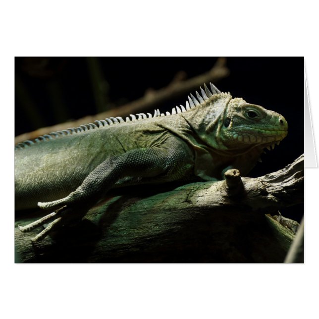 Iguana delicatissima (Vorderseite (Horizontal))