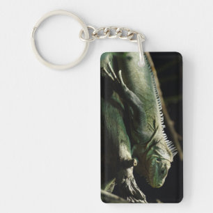 Iguana delicatissima schlüsselanhänger