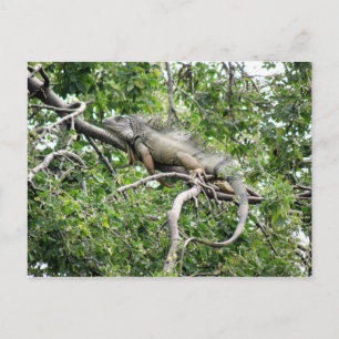 Iguana en Monagas Postkarte