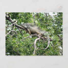 Iguana en Monagas Postkarte
