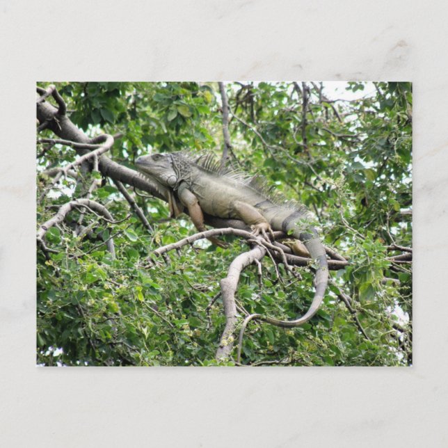 Iguana en Monagas Postkarte (Vorderseite)