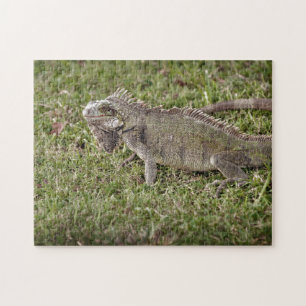 Iguana Exotic Reptile Pet Lizard Puzzle