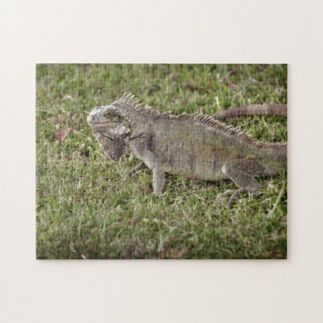 Iguana Exotic Reptile Pet Lizard Puzzle (Horizontal)