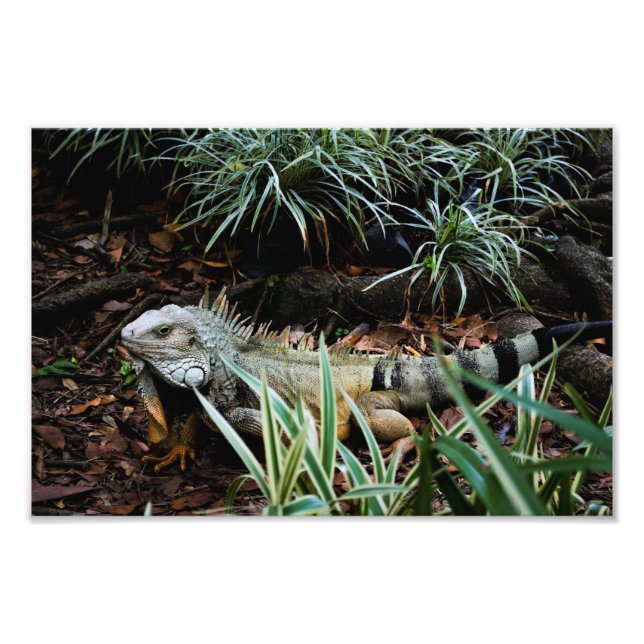 Iguana Foto Print (Vorne)