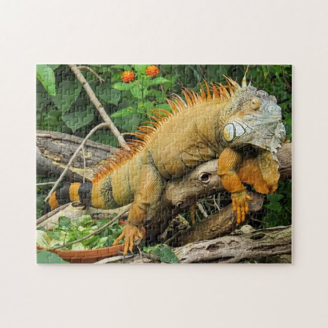 Iguana Foto Puzzle (Horizontal)