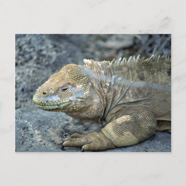 Iguana, Galapagos Inseln Postkarte (Vorderseite)