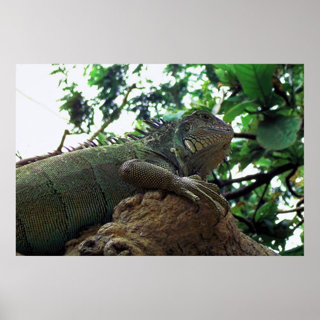 Iguana in einem Baum Poster (Vorne)