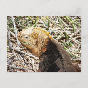 Iguana, Isla Seymour, Galapagos ist. Postkarte