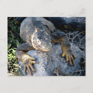 Iguana, Islas las Plazas, Galapagos Postkarte
