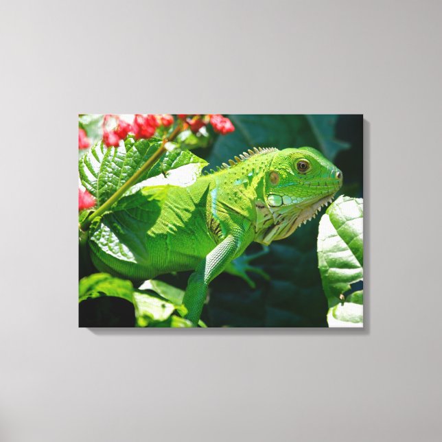 Iguana Leinwanddruck (Vorderseite)