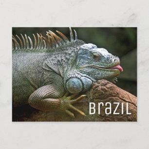Iguana Lizard Brazil Wildlife Postkarte