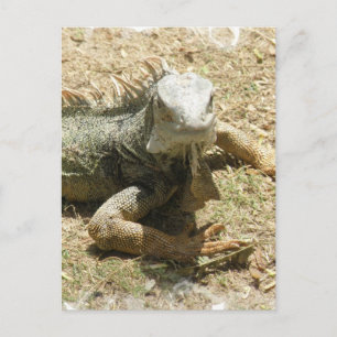 Iguana Lizard Postcard Postkarte