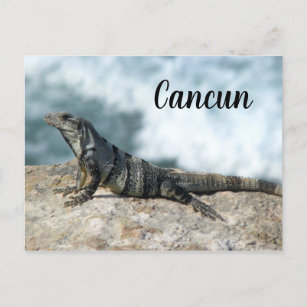 Iguana Lizard Reptile Cancun Mexiko Postkarte
