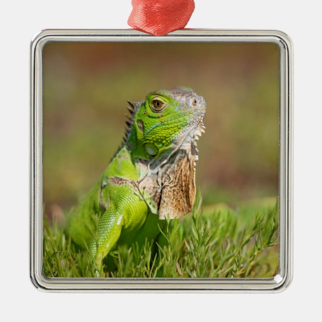 Iguana Metal Ornament (Vorne)