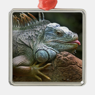 Iguana-Ornament Silbernes Ornament