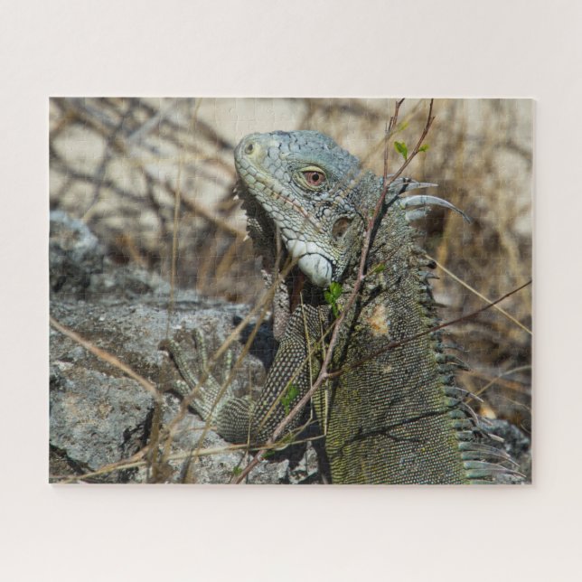 Iguana Posing on Rock for Camera Puzzle (Horizontal)