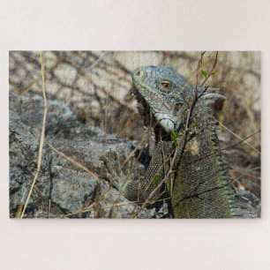 Iguana Posing on Rock for Camera Puzzle