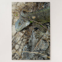 Iguana Posing on Rock for Camera